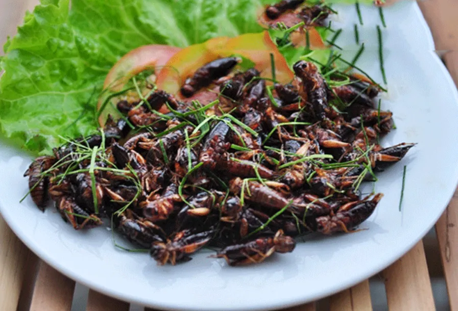 Ăn côn trùng thay thế cho thịt động vật giúp bảo vệ môi trường: bạn sẵn sàng thử chưa? Ăn côn trùng thay thế cho thịt động vật giúp bảo vệ môi trường: bạn sẵn sàng thử chưa?