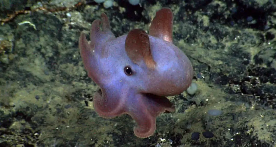 Nhìn loài bạch tuộc cực hiếm và dễ thương sống ở dưới đáy biển này bạn mới thấy thiên nhiên kỳ thú đến dường nào Nhìn loài bạch tuộc cực hiếm và dễ thương sống ở dưới đáy biển này bạn mới thấy thiên nhiên kỳ thú đến dường nào