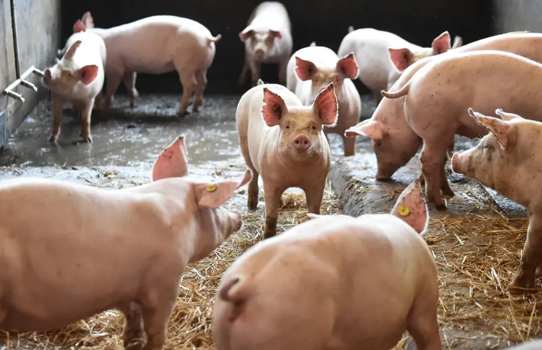 Trung Quốc tìm ra cách chữa gãy dương vật ở lợn, nhiều tiềm năng ứng dụng trên người Trung Quốc tìm ra cách chữa gãy dương vật ở lợn, nhiều tiềm năng ứng dụng trên người