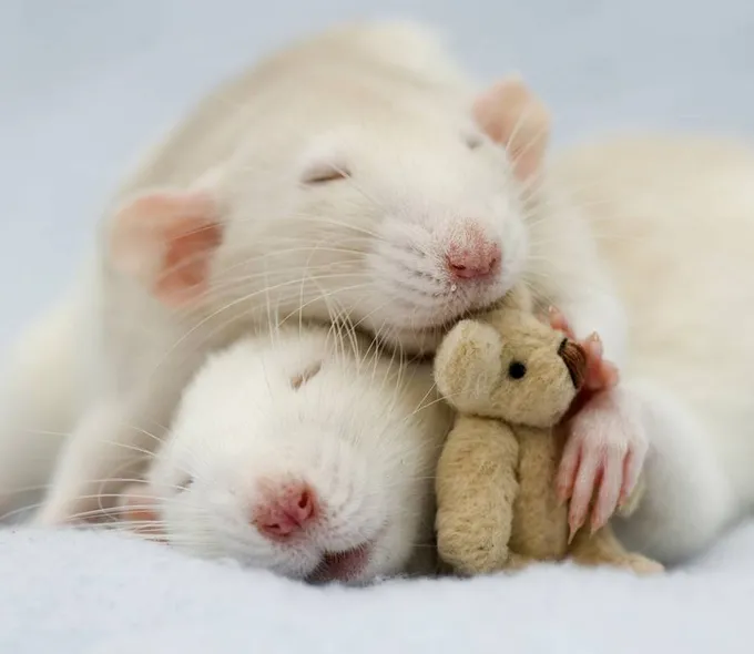 Nghiên cứu: chuột thức đêm nhiều vẫn có trí nhớ không kém chuột ngủ đủ Nghiên cứu: chuột thức đêm nhiều vẫn có trí nhớ không kém chuột ngủ đủ