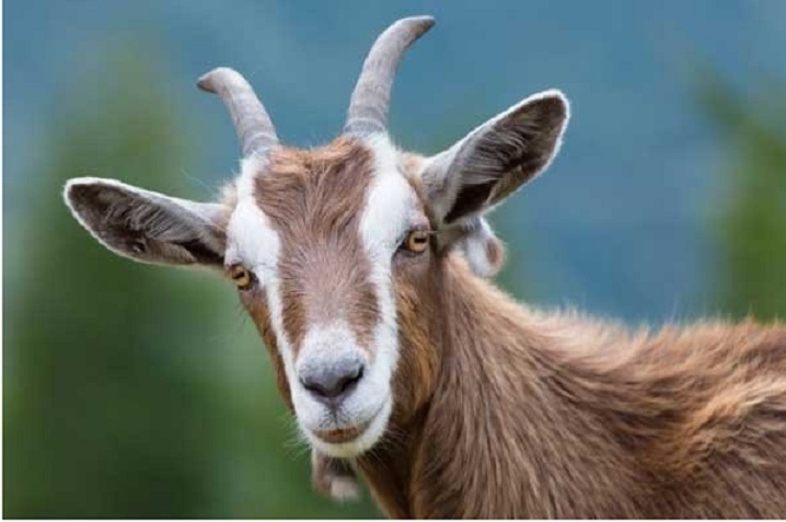 3 con giáp sẽ lội ngược dòng trong năm 2024, vượt Thái Tuế đón vận may 3 con giáp sẽ lội ngược dòng trong năm 2024, vượt Thái Tuế đón vận may