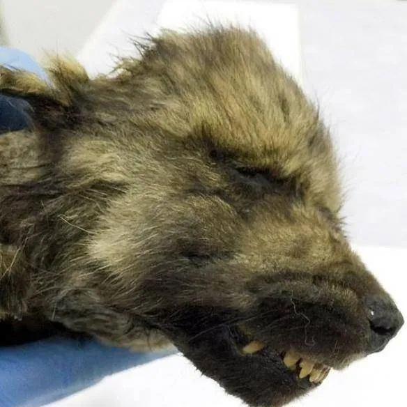 Khai quật được một xác ướp động vật cách đây 18.000 năm nhưng máu vẫn đang chảy. Đây là loài gì?  Khai quật được một xác ướp động vật cách đây 18.000 năm nhưng máu vẫn đang chảy. Đây là loài gì?