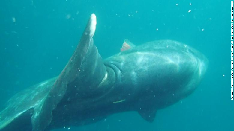 Giải cứu thành công cá mặt trăng khổng lồ nặng 2 tấn Giải cứu thành công cá mặt trăng khổng lồ nặng 2 tấn