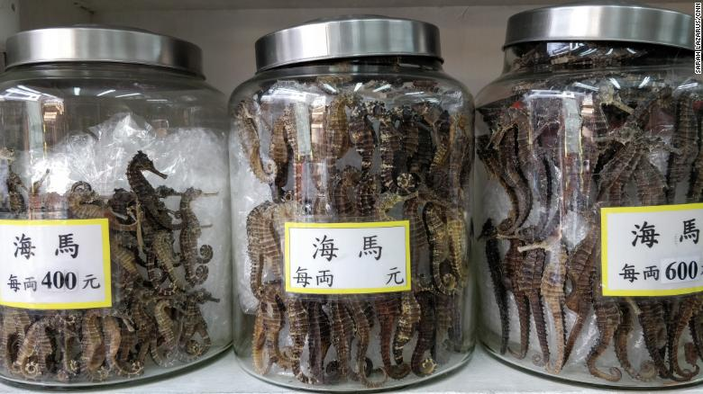 Hơn 70 triệu cá thể cá ngựa bị săn bắt mỗi năm bằng lưới giã cào Hơn 70 triệu cá thể cá ngựa bị săn bắt mỗi năm bằng lưới giã cào