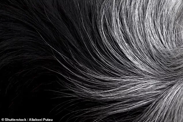 Bị nhốt trong chuồng quá lâu có thể khiến chó bị căng thẳng cực độ, bực bội Bị nhốt trong chuồng quá lâu có thể khiến chó bị căng thẳng cực độ, bực bội