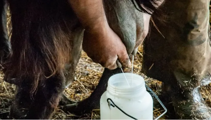 Chết ngất với phô mai kinh dị nhất thế giới: ăn ngon nhờ... giòi! Chết ngất với phô mai kinh dị nhất thế giới: ăn ngon nhờ... giòi!