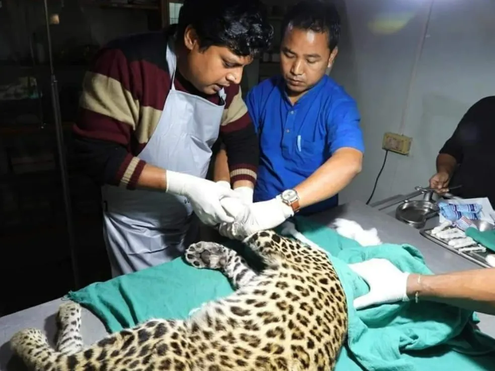 Bí mật công việc cứu hộ động vật hoang dã ở Ấn Độ: làm không công, vất vả đủ đường, còn nguy hiểm đến cả tính mạng... Bí mật công việc cứu hộ động vật hoang dã ở Ấn Độ: làm không công, vất vả đủ đường, còn nguy hiểm đến cả tính mạng...