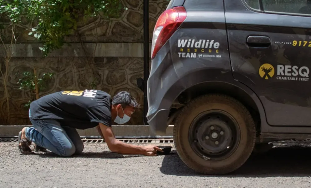 Bí mật công việc cứu hộ động vật hoang dã ở Ấn Độ: làm không công, vất vả đủ đường, còn nguy hiểm đến cả tính mạng... Bí mật công việc cứu hộ động vật hoang dã ở Ấn Độ: làm không công, vất vả đủ đường, còn nguy hiểm đến cả tính mạng...
