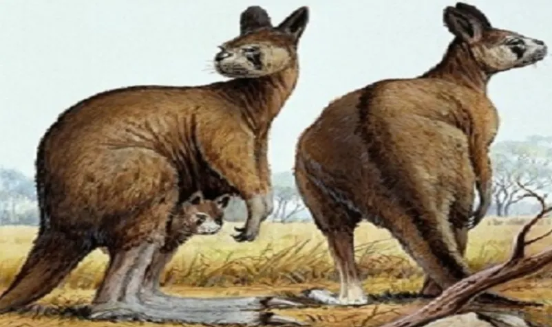 Cách đây 40.000 năm, chuột túi nguyên thủy khổng lồ nặng tới 3 tấn Cách đây 40.000 năm, chuột túi nguyên thủy khổng lồ nặng tới 3 tấn