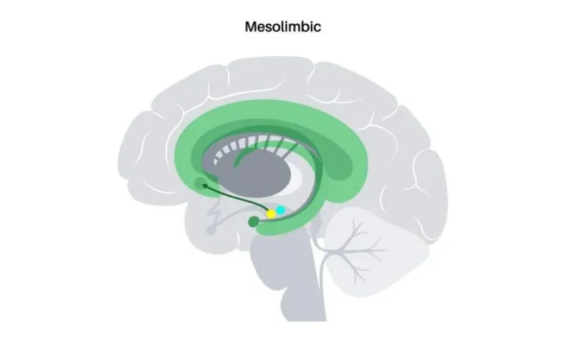 Tại sao nhiều người thích ngửi mùi xăng xe? Ngửi mùi xăng có độc hại không? Tại sao nhiều người thích ngửi mùi xăng xe? Ngửi mùi xăng có độc hại không?