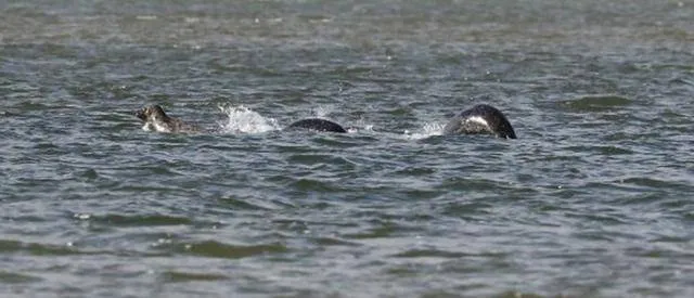 Bí ẩn về quái vật hồ Loch Ness đã được giải đáp Bí ẩn về quái vật hồ Loch Ness đã được giải đáp