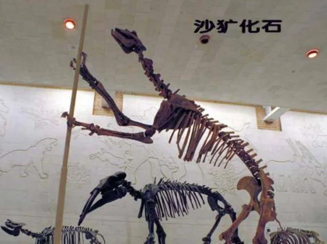 Loài 'sói đầu lừa' đã tuyệt chủng 500.000 năm nay đang xuất hiện trở lại ở Thần Nông Giá. Nó đang cảnh báo điều gì? Loài 'sói đầu lừa' đã tuyệt chủng 500.000 năm nay đang xuất hiện trở lại ở Thần Nông Giá. Nó đang cảnh báo điều gì?