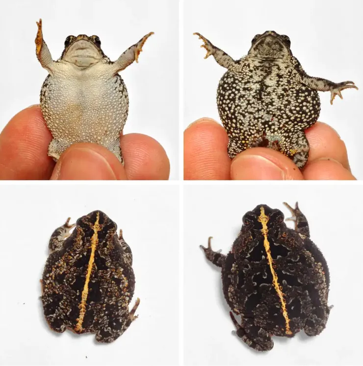 Quái vật cóc khổng lồ toadzilla nặng 2,7 kg sẽ khiến bạn phải sợ hãi khi nhìn thấy Quái vật cóc khổng lồ toadzilla nặng 2,7 kg sẽ khiến bạn phải sợ hãi khi nhìn thấy