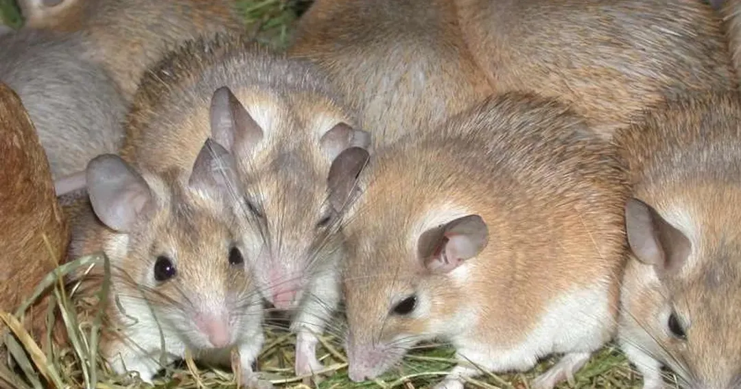 Tại sao phụ nữ có kinh nguyệt mà phần lớn động vật giống cái lại không có? Tại sao phụ nữ có kinh nguyệt mà phần lớn động vật giống cái lại không có?