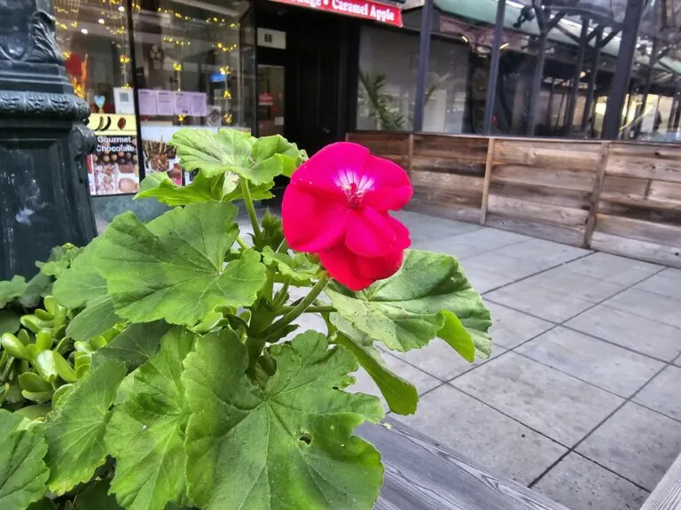 Những ảnh chụp đầu tiên từ camera Galaxy S24 Ultra, liệu camera AI có “bá đạo” như quảng cáo? Những ảnh chụp đầu tiên từ camera Galaxy S24 Ultra, liệu camera AI có “bá đạo” như quảng cáo?