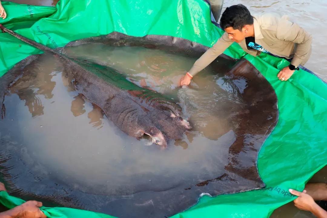 Campuchia thả cụ bà cá đuối 300kg trở lại sông Mê Công Campuchia thả cụ bà cá đuối 300kg trở lại sông Mê Công