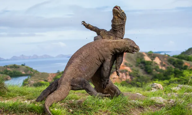 Rồng Komodo đứng trước nguy cơ tuyệt chủng khi nước biển dâng Rồng Komodo đứng trước nguy cơ tuyệt chủng khi nước biển dâng