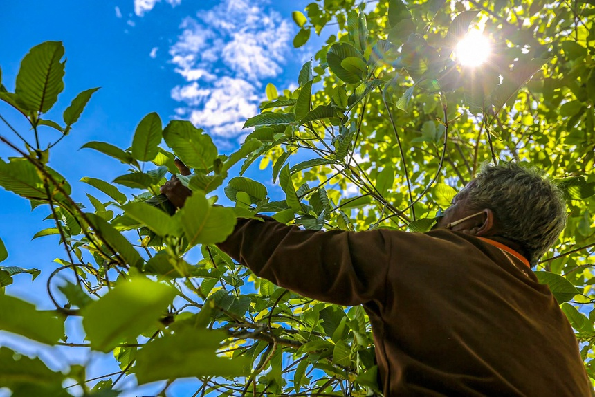 Tại sao 'heroin mới' kratom gây quan ngại? Tại sao 'heroin mới' kratom gây quan ngại?