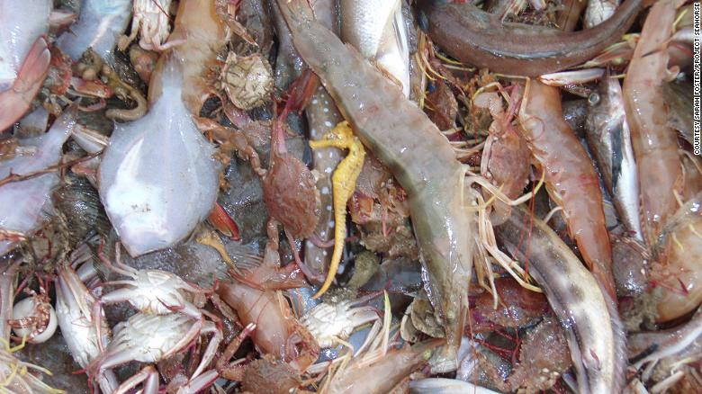 Hơn 70 triệu cá thể cá ngựa bị săn bắt mỗi năm bằng lưới giã cào Hơn 70 triệu cá thể cá ngựa bị săn bắt mỗi năm bằng lưới giã cào