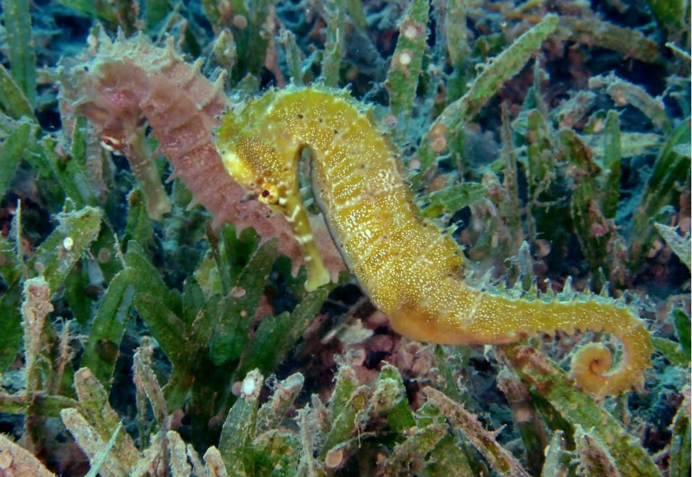 Hơn 70 triệu cá thể cá ngựa bị săn bắt mỗi năm bằng lưới giã cào Hơn 70 triệu cá thể cá ngựa bị săn bắt mỗi năm bằng lưới giã cào