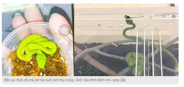 Bé trai 13 tuổi mua rắn độc trên mạng về nuôi bị rắn cắn nguy kịch. Tôi muốn hỏi người bán rắn độc làm cảnh có còn lương tâm không? Bé trai 13 tuổi mua rắn độc trên mạng về nuôi bị rắn cắn nguy kịch. Tôi muốn hỏi người bán rắn độc làm cảnh có còn lương tâm không?