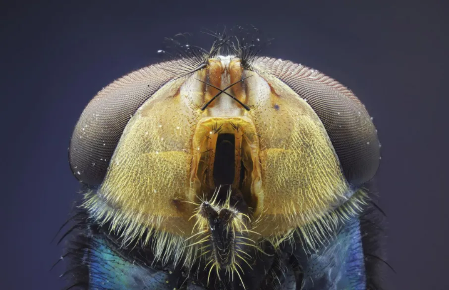 Focus Stacking là gì? Nó có hiệu quả như thế nào trong việc tạo ra hình ảnh siêu sắc nét? Focus Stacking là gì? Nó có hiệu quả như thế nào trong việc tạo ra hình ảnh siêu sắc nét?