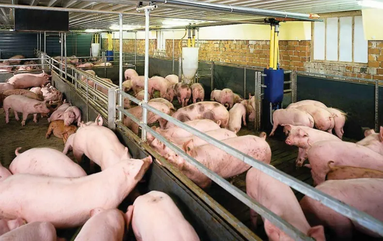 Nông nghiệp sau 30 năm nữa: trồng cây không cần đất, thu hoạch bằng AI, ăn thịt có nguồn gốc thực vật Nông nghiệp sau 30 năm nữa: trồng cây không cần đất, thu hoạch bằng AI, ăn thịt có nguồn gốc thực vật