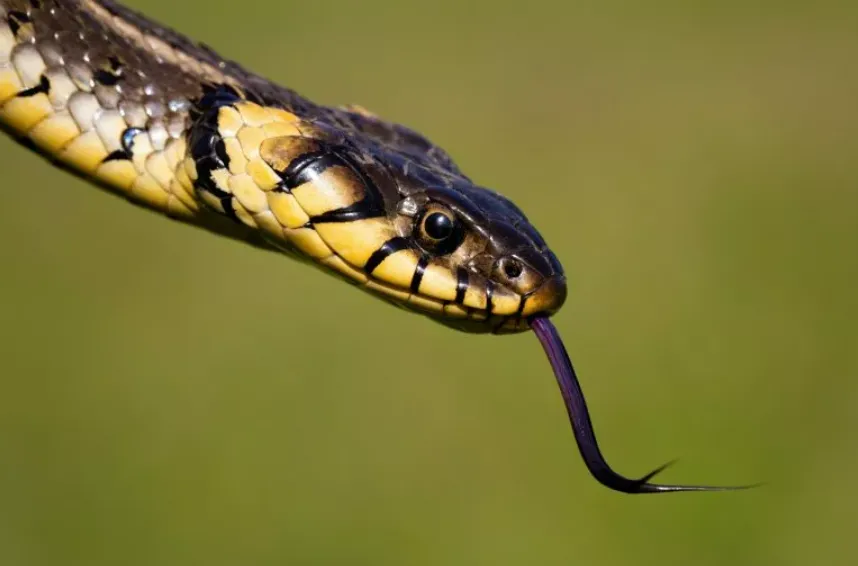 Rắn săn mồi phiên bản đời thực: đăng xuất vì tự thắt lưng chính mình! Dân mạng đau đầu giải thích vì sao Rắn săn mồi phiên bản đời thực: đăng xuất vì tự thắt lưng chính mình! Dân mạng đau đầu giải thích vì sao