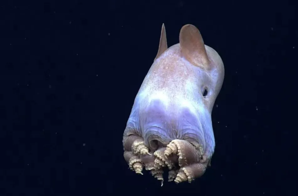 Nhìn loài bạch tuộc cực hiếm và dễ thương sống ở dưới đáy biển này bạn mới thấy thiên nhiên kỳ thú đến dường nào Nhìn loài bạch tuộc cực hiếm và dễ thương sống ở dưới đáy biển này bạn mới thấy thiên nhiên kỳ thú đến dường nào