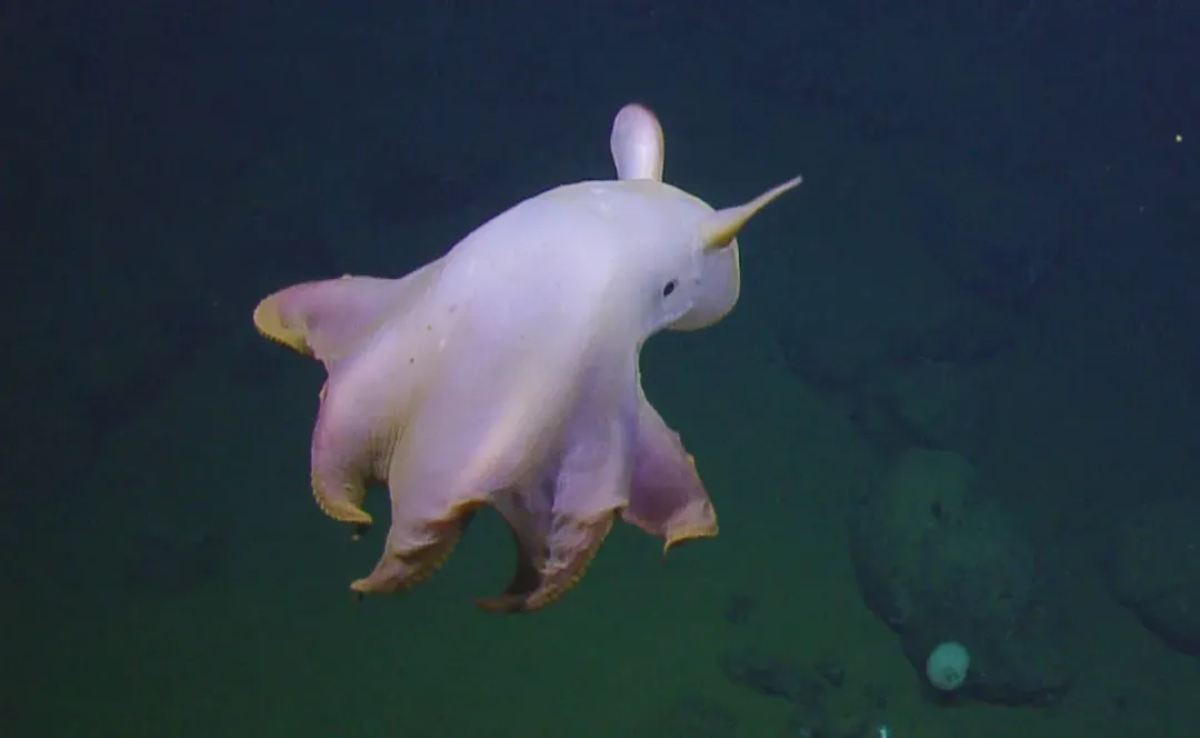 Nhìn loài bạch tuộc cực hiếm và dễ thương sống ở dưới đáy biển này bạn mới thấy thiên nhiên kỳ thú đến dường nào Nhìn loài bạch tuộc cực hiếm và dễ thương sống ở dưới đáy biển này bạn mới thấy thiên nhiên kỳ thú đến dường nào