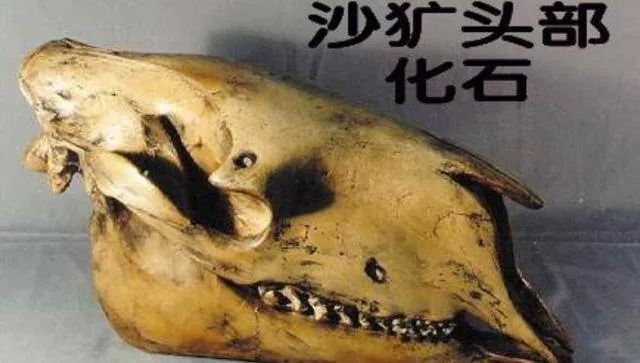 Loài 'sói đầu lừa' đã tuyệt chủng 500.000 năm nay đang xuất hiện trở lại ở Thần Nông Giá. Nó đang cảnh báo điều gì? Loài 'sói đầu lừa' đã tuyệt chủng 500.000 năm nay đang xuất hiện trở lại ở Thần Nông Giá. Nó đang cảnh báo điều gì?