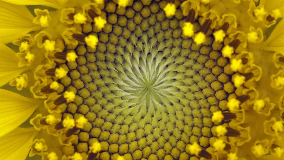 Nhà toán học hàng đầu thời trung cổ Leonardo Fibonacci đã khám phá ra dãy số Fibonacci như thế nào? Nhà toán học hàng đầu thời trung cổ Leonardo Fibonacci đã khám phá ra dãy số Fibonacci như thế nào?