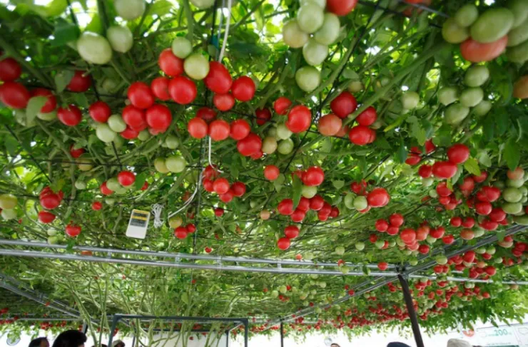 Khoai tây và cà chua nắm giữ bí mật điều trị ung thư Khoai tây và cà chua nắm giữ bí mật điều trị ung thư