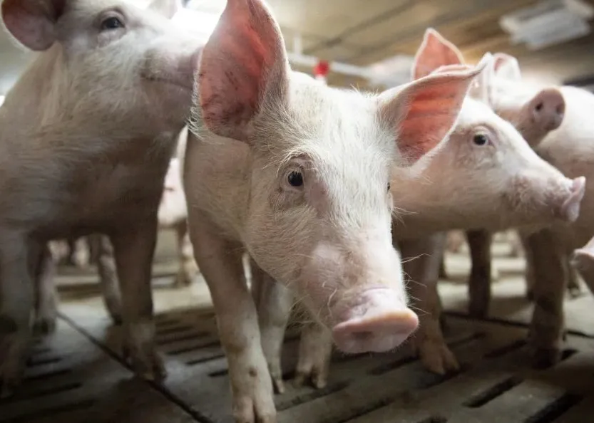 Trung Quốc tìm ra cách chữa gãy dương vật ở lợn, nhiều tiềm năng ứng dụng trên người Trung Quốc tìm ra cách chữa gãy dương vật ở lợn, nhiều tiềm năng ứng dụng trên người