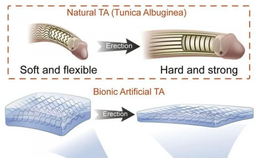 Trung Quốc tìm ra cách chữa gãy dương vật ở lợn, nhiều tiềm năng ứng dụng trên người Trung Quốc tìm ra cách chữa gãy dương vật ở lợn, nhiều tiềm năng ứng dụng trên người