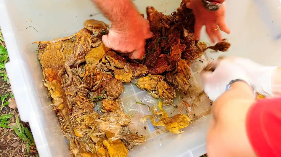 Quái vật cóc khổng lồ toadzilla nặng 2,7 kg sẽ khiến bạn phải sợ hãi khi nhìn thấy Quái vật cóc khổng lồ toadzilla nặng 2,7 kg sẽ khiến bạn phải sợ hãi khi nhìn thấy