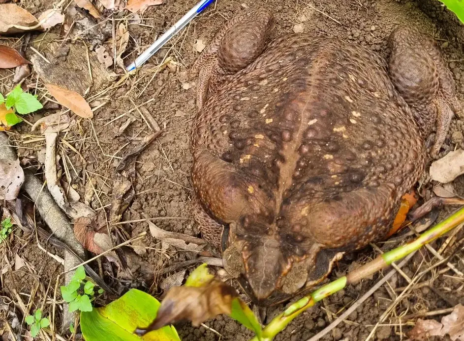 Quái vật cóc khổng lồ toadzilla nặng 2,7 kg sẽ khiến bạn phải sợ hãi khi nhìn thấy Quái vật cóc khổng lồ toadzilla nặng 2,7 kg sẽ khiến bạn phải sợ hãi khi nhìn thấy
