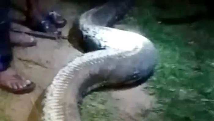 Mãng xà khổng lồ dài 8 mét, thân to như cây dừa, nặng 100 kg Mãng xà khổng lồ dài 8 mét, thân to như cây dừa, nặng 100 kg