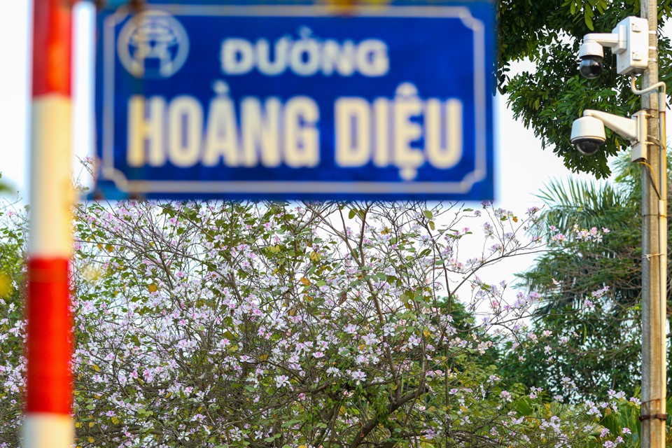 TOP những địa điểm check-in hoa ban cực thơ mộng tại Hà Nội TOP những địa điểm check-in hoa ban cực thơ mộng tại Hà Nội