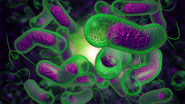 Nếu bạn thích ăn hàu sống, nên tìm hiểu kỹ về bệnh Vibriosis Nếu bạn thích ăn hàu sống, nên tìm hiểu kỹ về bệnh Vibriosis