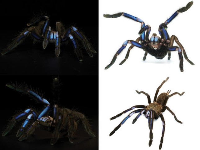 Loài nhện độc Tarantula có tia lửa điện trên cơ thể tua tủa lông, trông mà rợn hết cả da gà! Loài nhện độc Tarantula có tia lửa điện trên cơ thể tua tủa lông, trông mà rợn hết cả da gà!