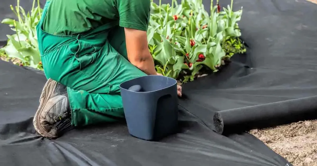 Cách diệt cỏ dại hữu hiệu mà không làm chết hoa Cách diệt cỏ dại hữu hiệu mà không làm chết hoa