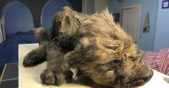 Khai quật được một xác ướp động vật cách đây 18.000 năm nhưng máu vẫn đang chảy. Đây là loài gì?  Khai quật được một xác ướp động vật cách đây 18.000 năm nhưng máu vẫn đang chảy. Đây là loài gì?