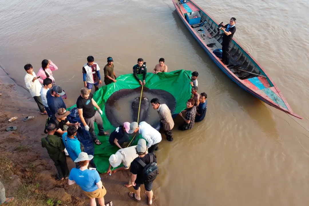 Campuchia thả cụ bà cá đuối 300kg trở lại sông Mê Công Campuchia thả cụ bà cá đuối 300kg trở lại sông Mê Công