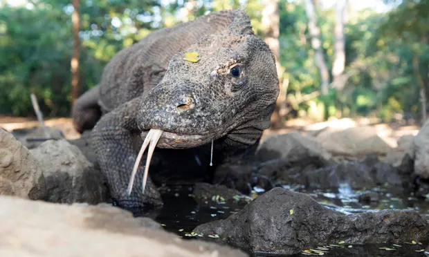 Rồng Komodo đứng trước nguy cơ tuyệt chủng khi nước biển dâng Rồng Komodo đứng trước nguy cơ tuyệt chủng khi nước biển dâng