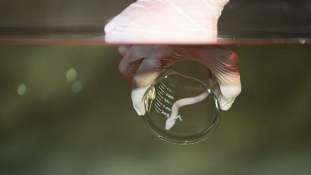 loài vật nhìn giống rồng loài vật nhìn giống rồng