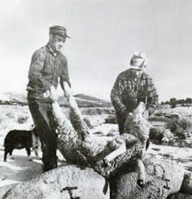 Chất độc thần kinh này đã giết chết hàng ngàn con cừu, buộc Mỹ phải chỉnh sửa luật về vũ khí Chất độc thần kinh này đã giết chết hàng ngàn con cừu, buộc Mỹ phải chỉnh sửa luật về vũ khí