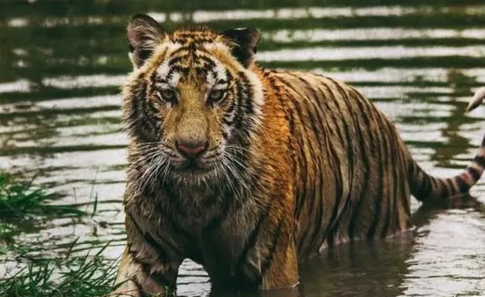 Các loài “Đại miêu” bị đe dọa vì đập thủy điện ngày càng nhiều Các loài “Đại miêu” bị đe dọa vì đập thủy điện ngày càng nhiều