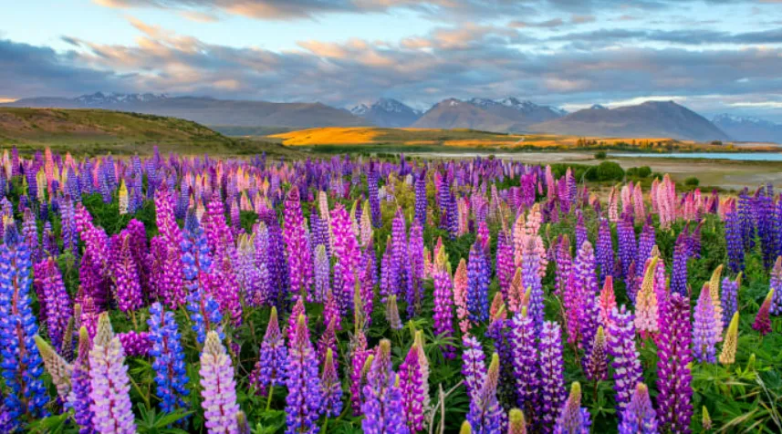 Quốc gia nào hạnh phúc nhất thế giới năm 2022? Quốc gia nào hạnh phúc nhất thế giới năm 2022?