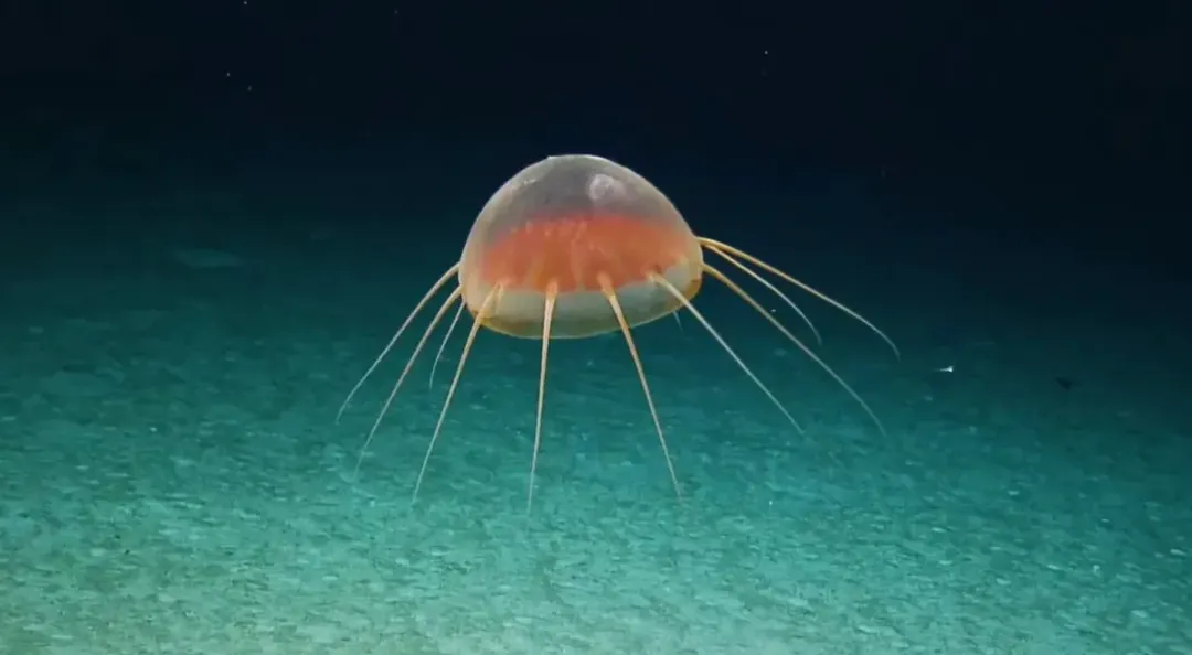 Phát hiện thấy loài sứa lạ dưới đáy biển Thái Bình Dương Phát hiện thấy loài sứa lạ dưới đáy biển Thái Bình Dương